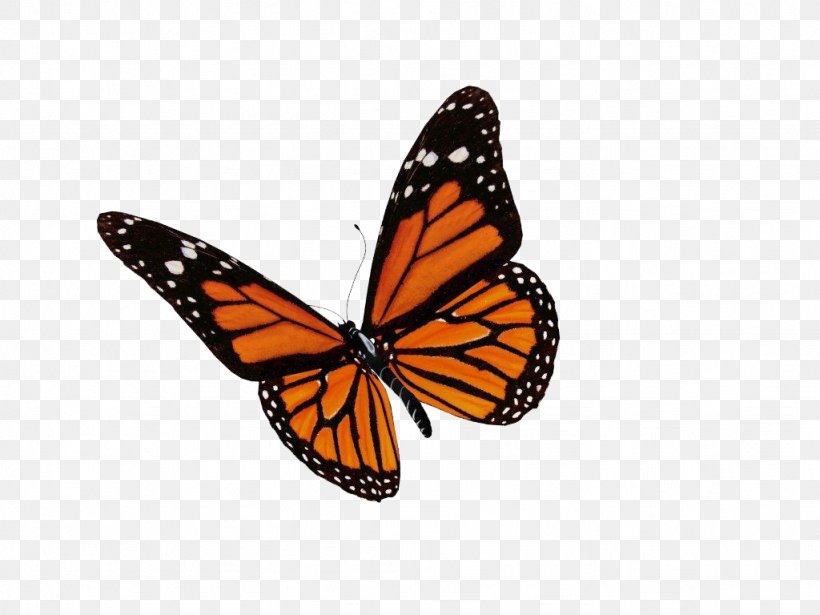 Monarch Butterfly Brush-footed Butterflies Insect Glasswing Butterfly, PNG, 1024x768px, Monarch Butterfly, Arthropod, Brushfooted Butterflies, Brushfooted Butterfly, Butterflies Download Free