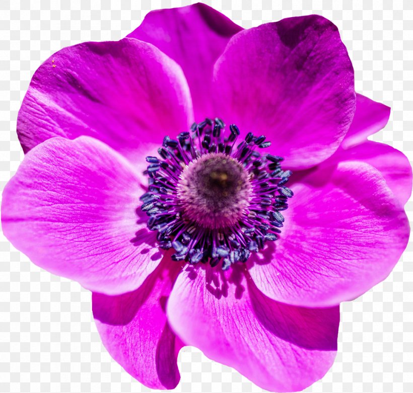 Pink Flowers Background, PNG, 964x919px, Flower, Anemone, Annual Plant, Cut Flowers, Flower Bouquet Download Free