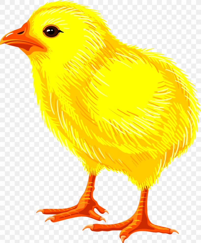 Chicken Drawing Royalty-free, PNG, 827x1002px, Chicken, Beak, Bird, Chicken Meat, Drawing Download Free
