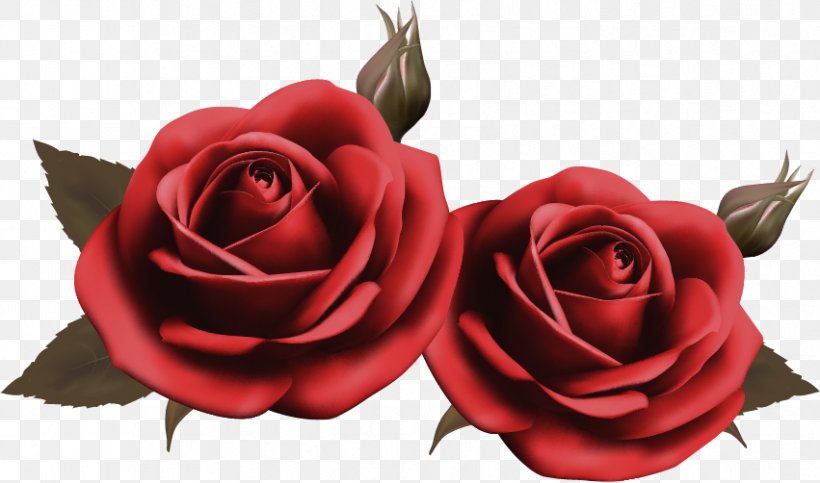 Desktop Wallpaper Rose, PNG, 851x502px, Rose, Cut Flowers, Floribunda, Floristry, Flower Download Free