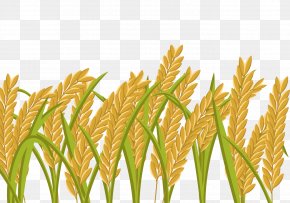 paddy field images paddy field transparent png free download paddy field transparent png free download