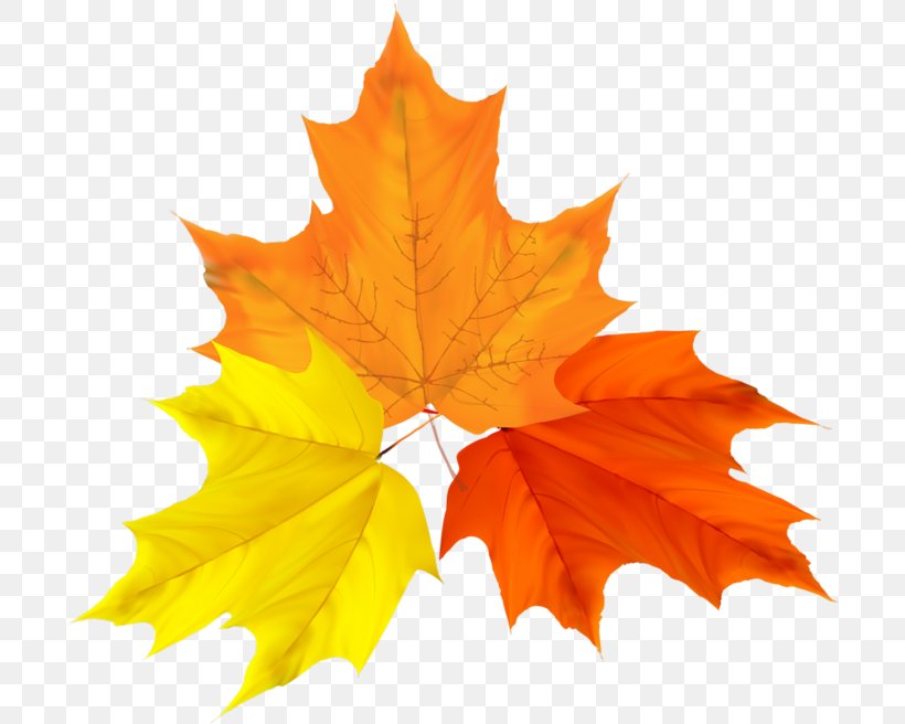Autumn Leaf Color Autumn Leaf Color Clip Art Vector Graphics, PNG, 700x656px, Autumn, Autumn Leaf Color, Computer, Green, Leaf Download Free