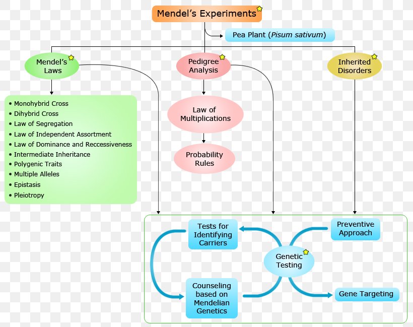 Brand Diagram, PNG, 819x649px, Brand, Area, Communication, Diagram, Organism Download Free