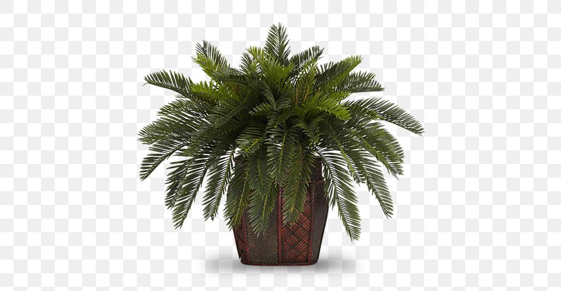 Flowerpot Houseplant Areca Palm Albizia Julibrissin, PNG, 426x426px, Flowerpot, Albizia Julibrissin, Areca Palm, Arecaceae, Arecales Download Free