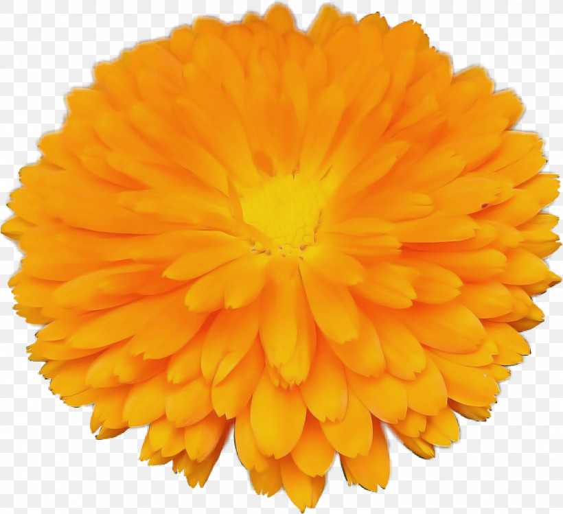 Orange, PNG, 1829x1672px, English Marigold, Calendula, Flower, Herb, Orange Download Free