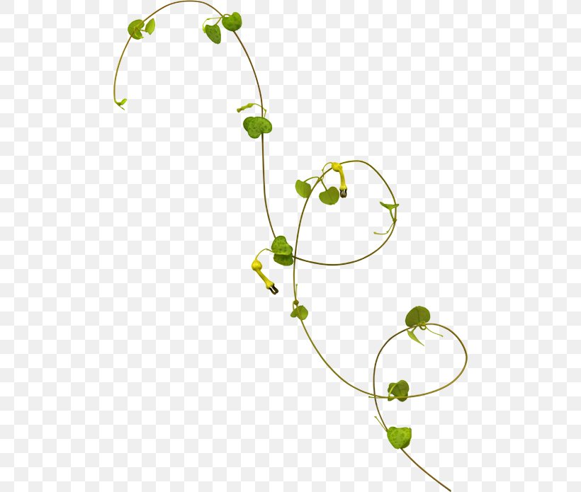 Vine Photography Clip Art, PNG, 500x695px, Vine, Area, Branch, Calameae, Data Download Free