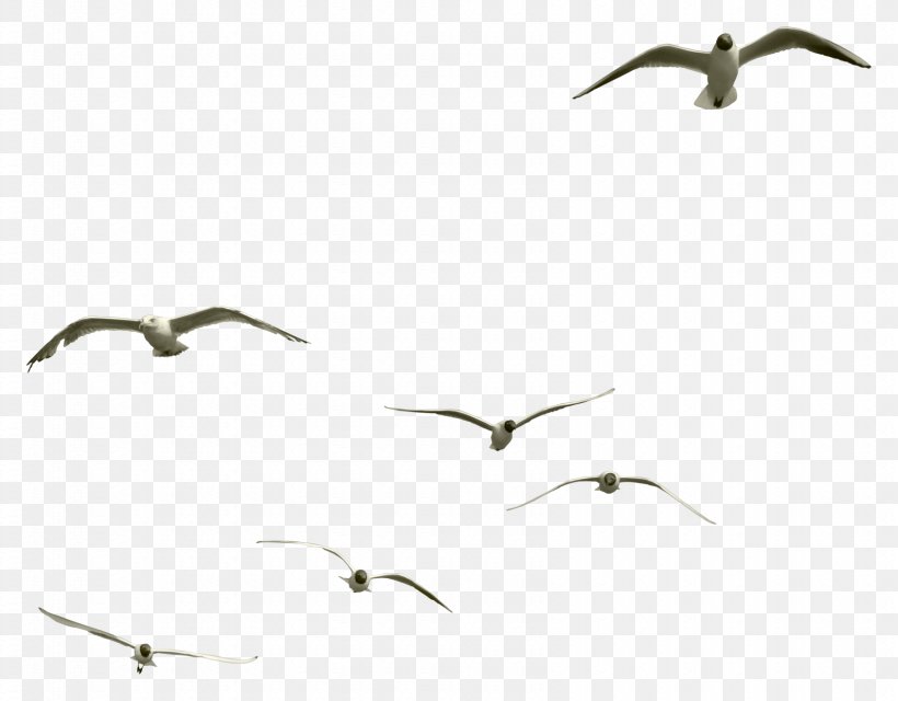 Bird Gulls Clip Art, PNG, 1690x1320px, Bird, Beak, Common Gull, Editing, Gulls Download Free