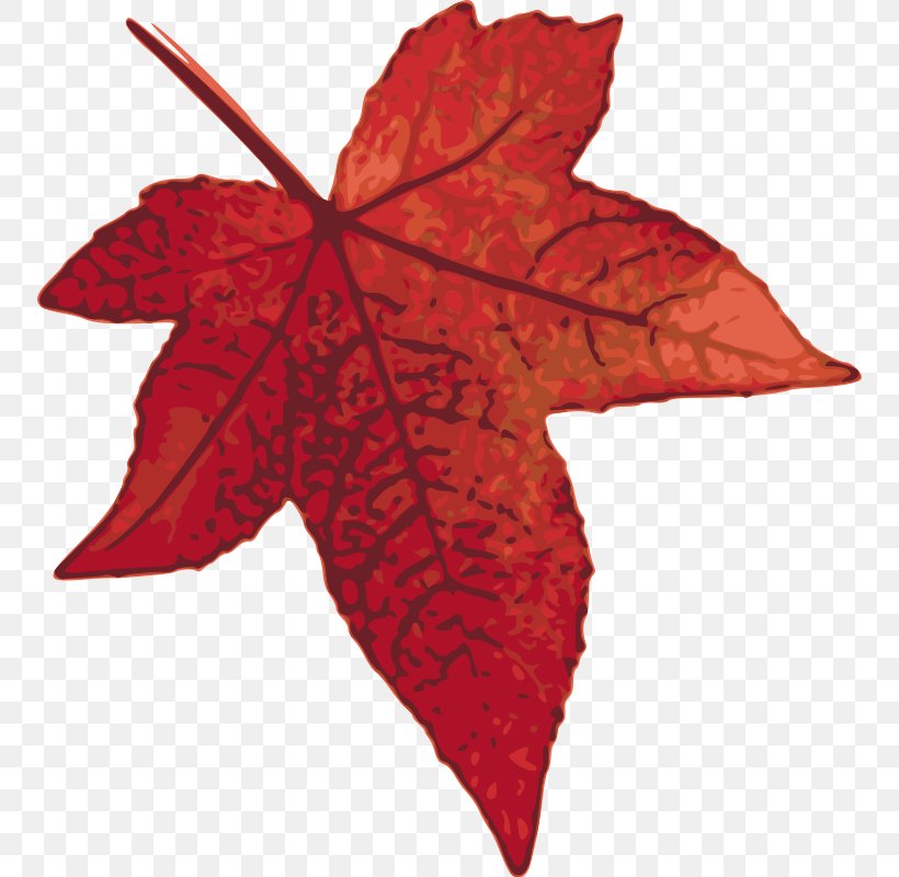 Canada Maple Leaf Clip Art, PNG, 752x800px, Canada, Autumn Leaf Color, Drawing, Flag Of Canada, Green Download Free