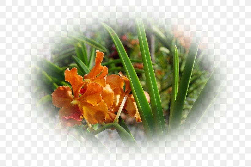 Desktop Wallpaper Flower Computer, PNG, 752x544px, Flower, Computer, Grass, Orange, Plant Download Free