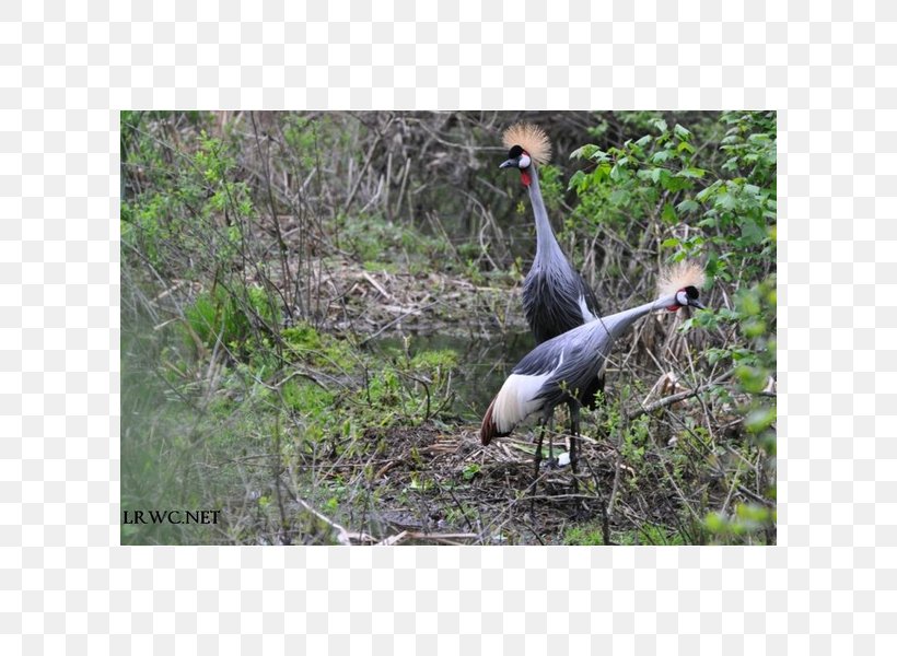 Ecosystem Fauna Stork Beak, PNG, 600x600px, Ecosystem, Beak, Bird, Ciconiiformes, Crane Download Free