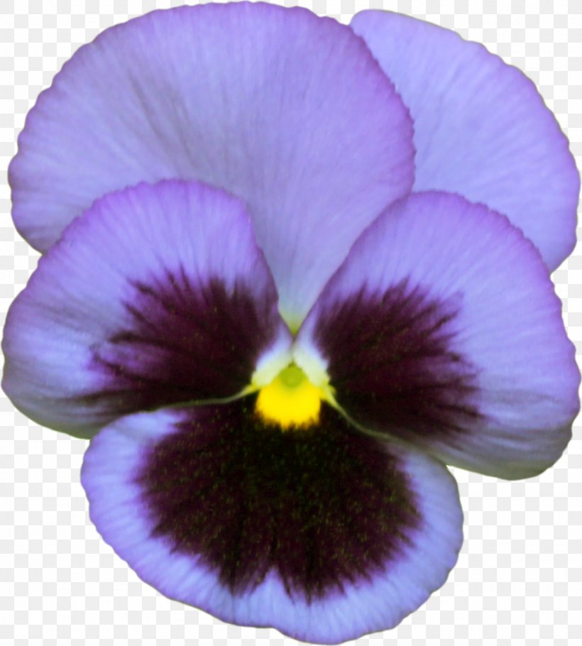 Pansy Violet Анюта Photography, PNG, 922x1024px, Pansy, Ansichtkaart, Color, Flower, Flowering Plant Download Free