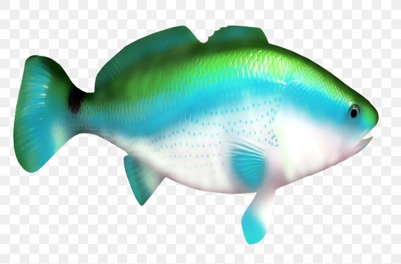 Shark Fish Clip Art, PNG, 1707x1127px, Shark, Aqua, Bony Fish, Coral Reef Fish, Dots Per Inch Download Free
