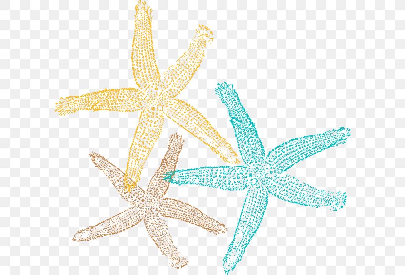 Starfish Sand Dollar Desktop Wallpaper Clip Art, PNG, 600x558px, Starfish, Drawing, Echinoderm, Invertebrate, Marine Invertebrates Download Free