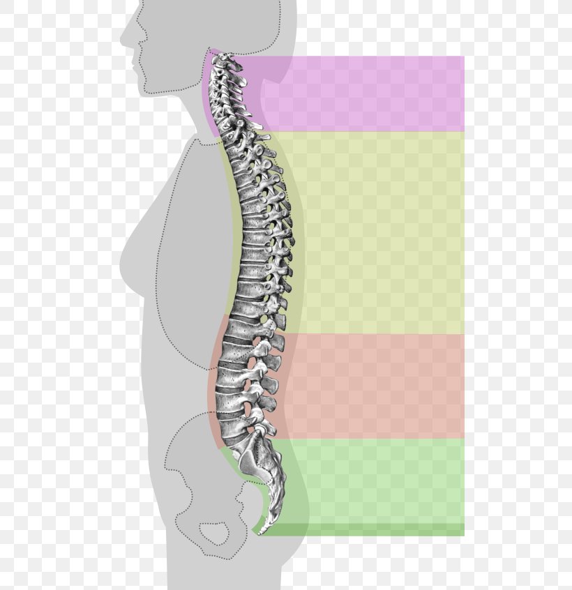 Vertebral Column Anatomy Cervical Vertebrae Spinal Cord, PNG, 512x846px, Watercolor, Cartoon, Flower, Frame, Heart Download Free