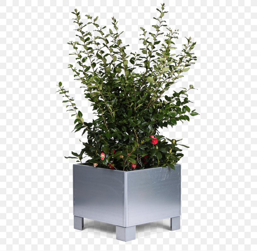 Flowerpot Raised-bed Gardening Terrace Houseplant Pflanzkübel, PNG, 801x801px, Flowerpot, Balcony, Centimeter, Espalier, Evergreen Download Free