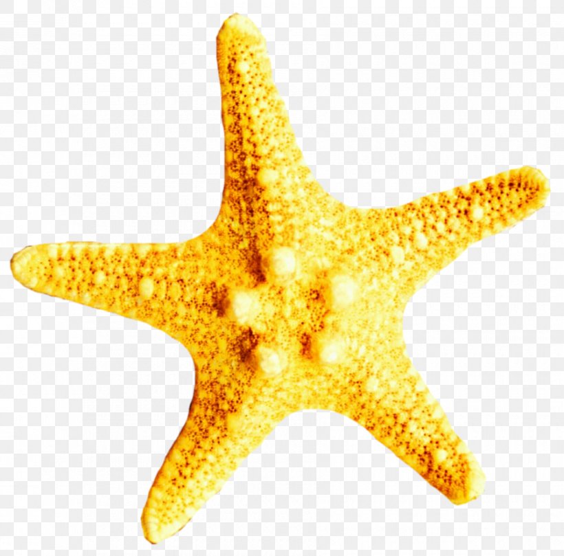 Starfish Clip Art Yellow Echinoderm Stock Photography, PNG, 900x888px, Starfish, Deviantart, Echinoderm, Invertebrate, January 17 Download Free
