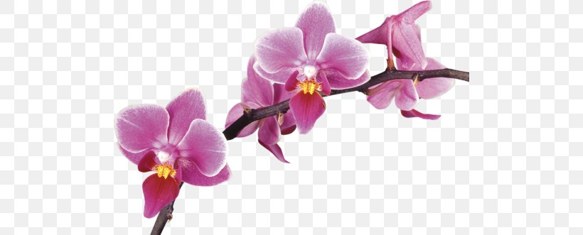 Stock Photography Royalty-free Clip Art, PNG, 500x331px, Stock Photography, Bokeh, Can Stock Photo, Cattleya, Cattleya Labiata Download Free