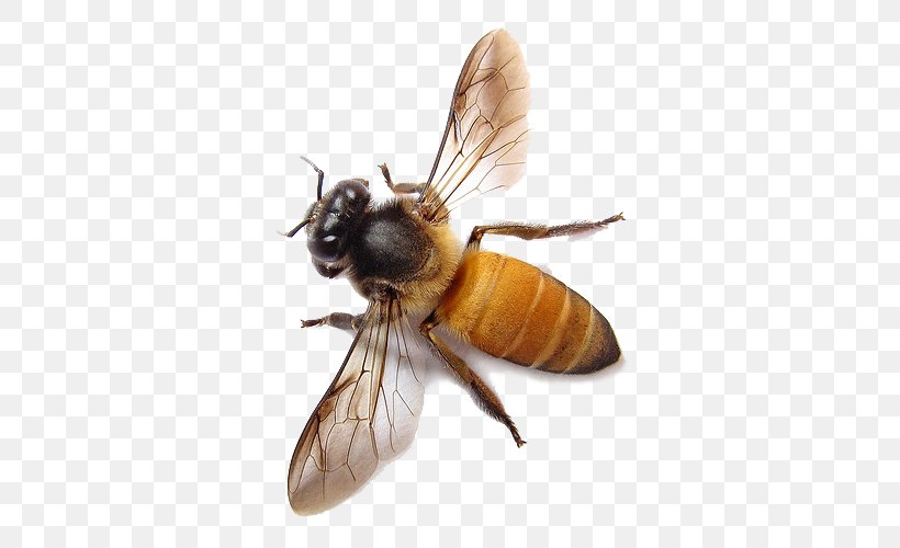 Western Honey Bee Apis Dorsata Beehive, PNG, 500x500px, Ieuan, Album, Arthropod, Bee, Fly Download Free