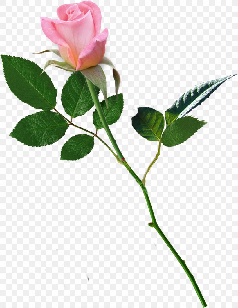Garden Roses Centifolia Roses Flower Love, PNG, 955x1236px, Garden Roses, Branch, Bud, Centifolia Roses, Flower Download Free