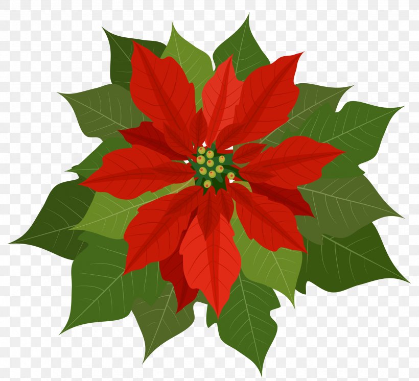 Poinsettia Clip Art, PNG, 2469x2248px, Poinsettia, Christmas, Christmas Decoration, Christmas Lights, Floristry Download Free