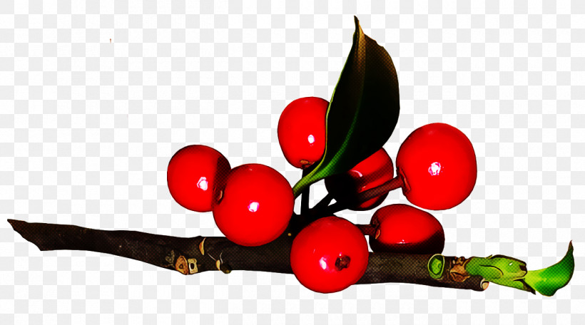 Christmas Holly Ilex Holly, PNG, 1300x724px, Christmas Holly, Arctostaphylos, Berry, Christmas, Currant Download Free