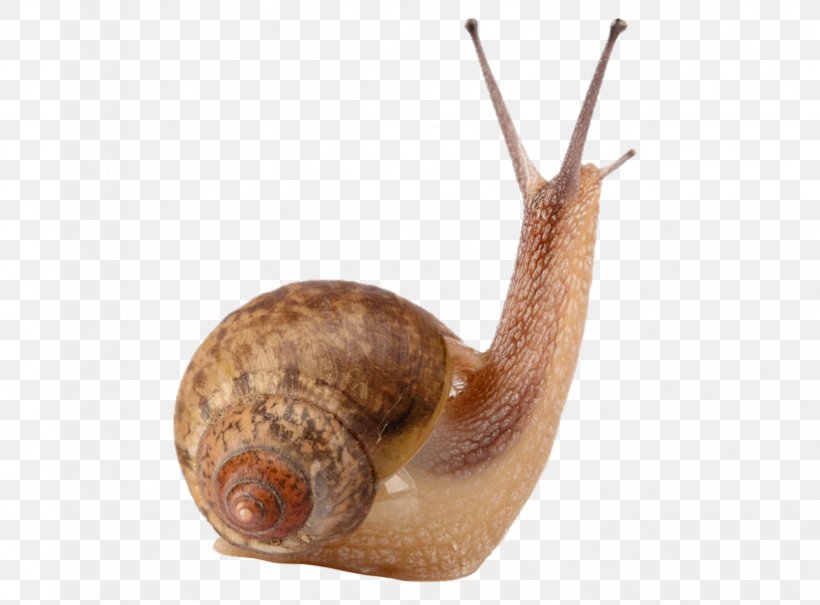 Cornu Aspersum Snail Slime Gastropods Land Snail, PNG, 823x608px, Cornu Aspersum, Achatina, Escargot, Gastropod Shell, Gastropods Download Free