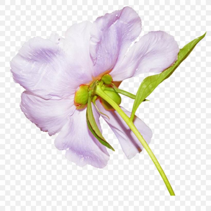 Flower Peony Clip Art, PNG, 1500x1500px, Flower, Cut Flowers, Flower Bouquet, Flowering Plant, Geraniales Download Free