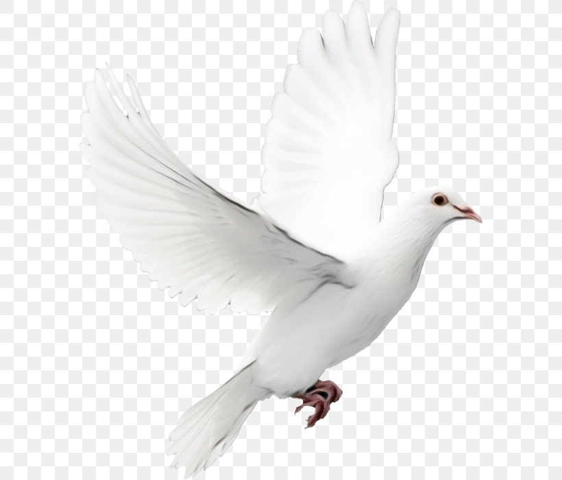 Images Cartoon, PNG, 589x700px, Pigeons And Doves, Beak, Benny Hinn, Bird, European Herring Gull Download Free