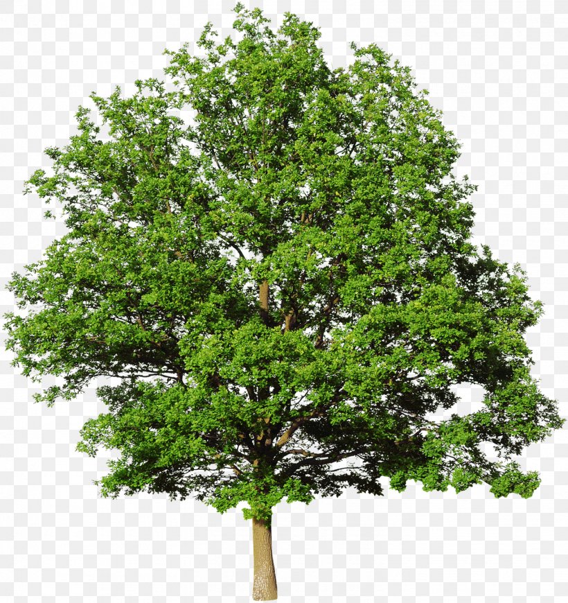 Bald Cypress Mediterranean Cypress Leyland Cypress Tree Evergreen, PNG, 1508x1600px, Bald Cypress, Branch, Cupressus, Deciduous, Douglas Fir Download Free