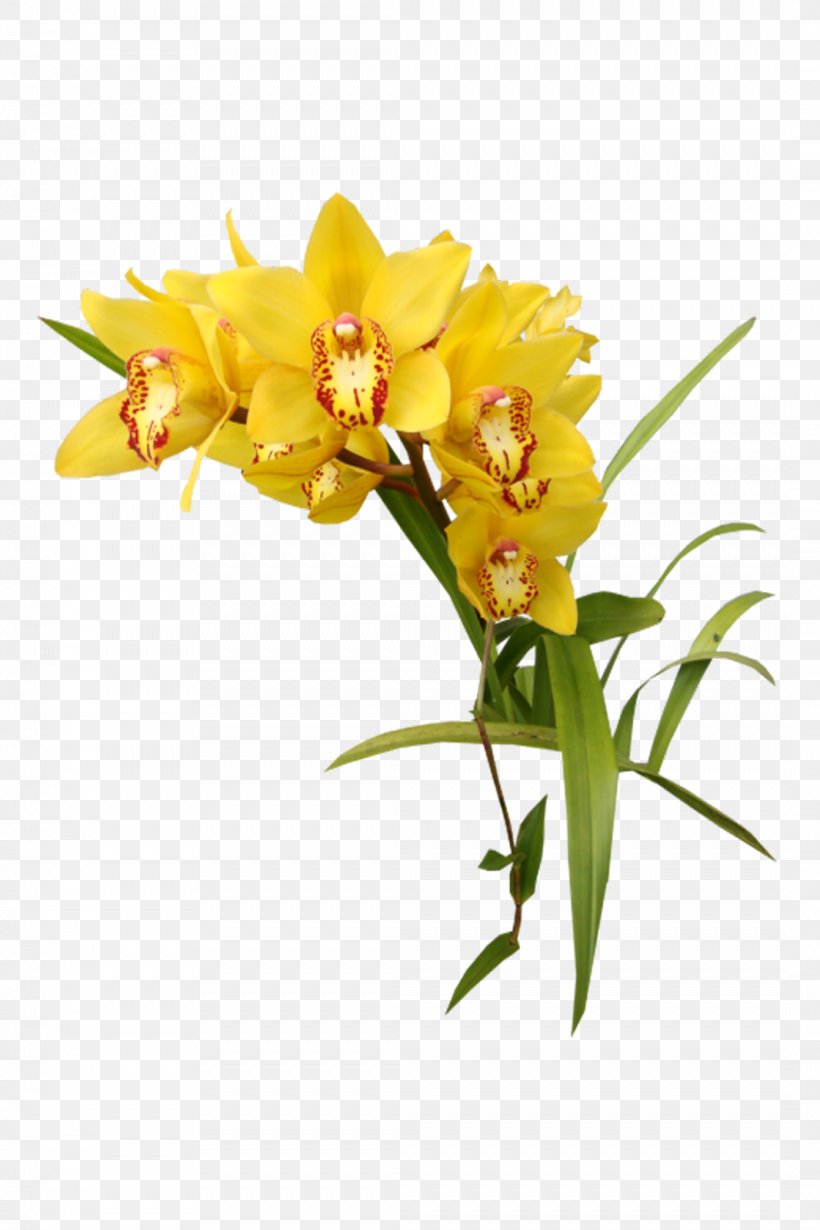 Flower Yellow Orchids Clip Art, PNG, 1066x1600px, Flower, Alstroemeriaceae, Cattleya, Color, Cut Flowers Download Free