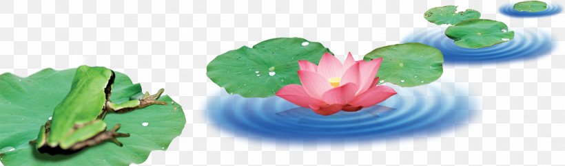 Frog Download, PNG, 1800x533px, Frog, Designer, Leaf, Lotus Effect, Nelumbo Nucifera Download Free