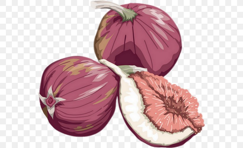 Fruit Drawing Common Fig, PNG, 565x500px, Fruit, Auglis, Barbary Fig, Commodity, Common Fig Download Free