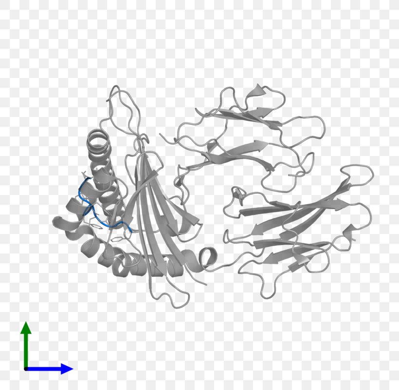 Human Leukocyte Antigen HLA-B HLA-G MHC Class I Major Histocompatibility Complex, PNG, 800x800px, Human Leukocyte Antigen, Antigen, Art, Black And White, Chromosome 6 Download Free