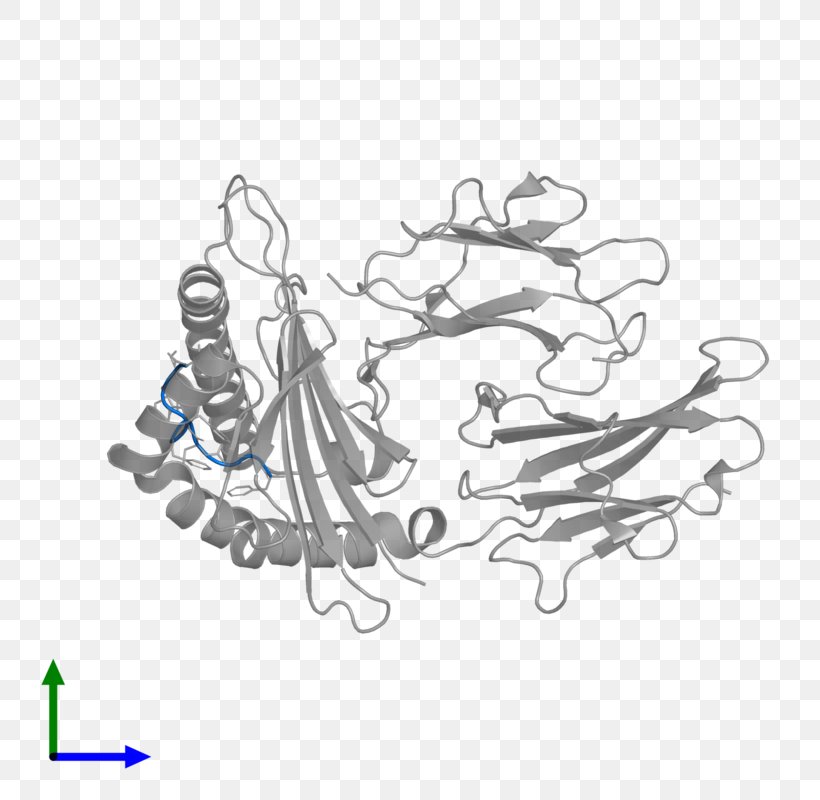 Human Leukocyte Antigen HLA-B HLA-G MHC Class I Major ...