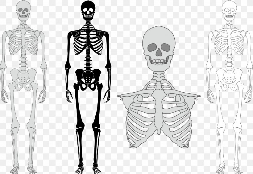 Human Skeleton Bone Euclidean Vector, PNG, 2786x1928px, Watercolor, Cartoon, Flower, Frame, Heart Download Free