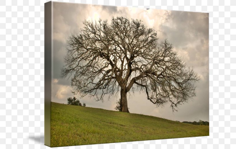 Oak Tree Central Texas Ebony Texas Hill Country, PNG, 650x517px, Oak, Art, Branch, Central, Framing Download Free