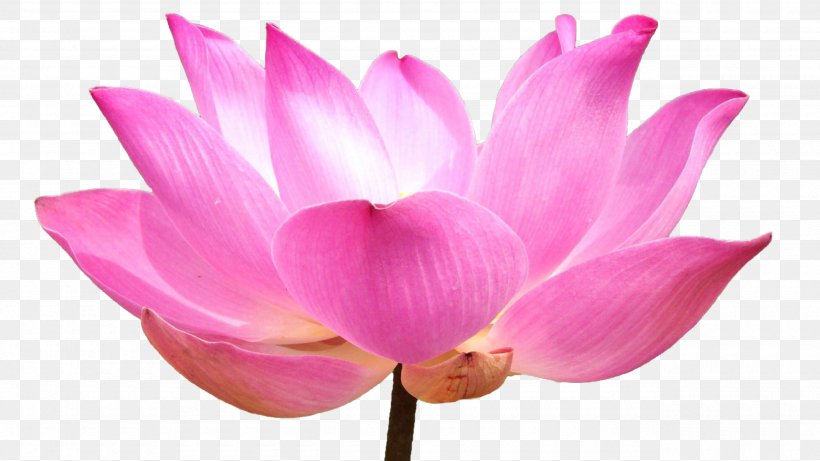 Sacred Lotus Stock Photography Image Illustration Shutterstock, PNG, 2560x1440px, Sacred Lotus, Aquatic Plant, Blossom, Copyright, Flower Download Free