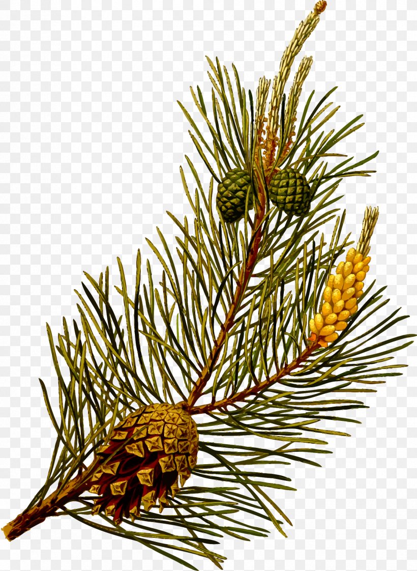 Scots Pine Pinus Contorta Botany Botanical Illustration Evergreen, PNG, 1753x2400px, Scots Pine, Botanical Illustration, Botany, Branch, Cedar Download Free