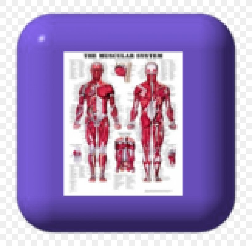The Muscular System Anatomical Chart Human Anatomy Human Body Muscle, PNG, 800x800px, Watercolor, Cartoon, Flower, Frame, Heart Download Free