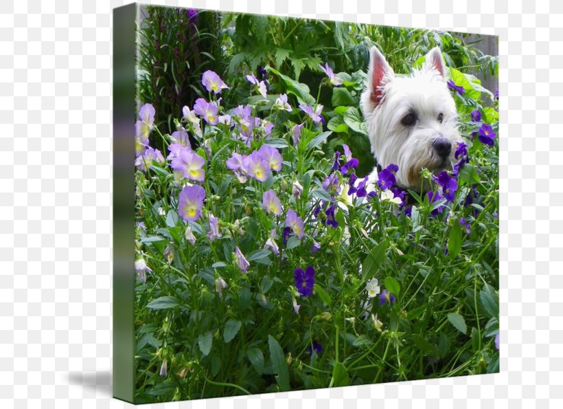 West Highland White Terrier Dog Breed Gallery Wrap Puppy, PNG, 650x595px, West Highland White Terrier, Art, Bellflower, Bellflower Family, Breed Download Free