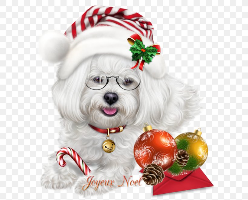 Christmas Dog, PNG, 600x662px, Maltese Dog, Animal, Bichon, Bichon Frise, Bolognese Download Free