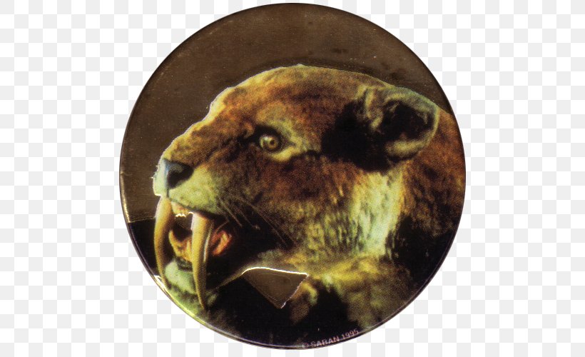 Cougar Imgur Cat Whiskers, PNG, 500x500px, Cougar, Album, Animal, Big Cat, Big Cats Download Free