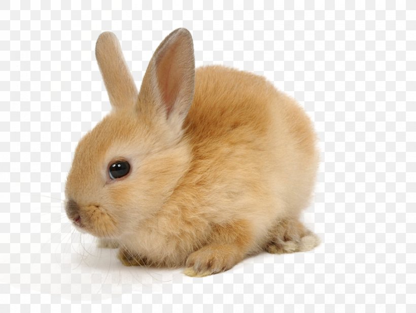 European Rabbit Domestic Rabbit Cruelty-free Pet, PNG, 906x683px, European Rabbit, Animal, Breed, Cosmetics, Crueltyfree Download Free