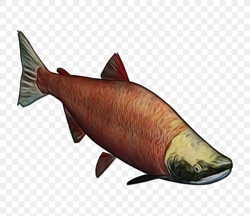 Fish Cartoon, PNG, 708x708px, Coho Salmon, Atlantic Salmon, Bonyfish, Chub Salmon, Fin Download Free