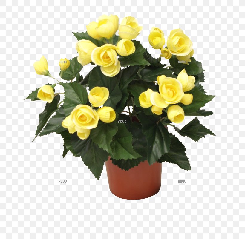 Floral Design Cut Flowers Garland Flowerpot, PNG, 800x800px, 7000, Floral Design, Begonia, Common Daisy, Crocus Download Free
