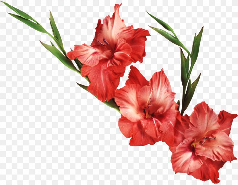 Gladiolus Flower Desktop Wallpaper Clip Art, PNG, 1200x931px, Gladiolus, Birth Flower, Carnation, Cut Flowers, Floral Design Download Free