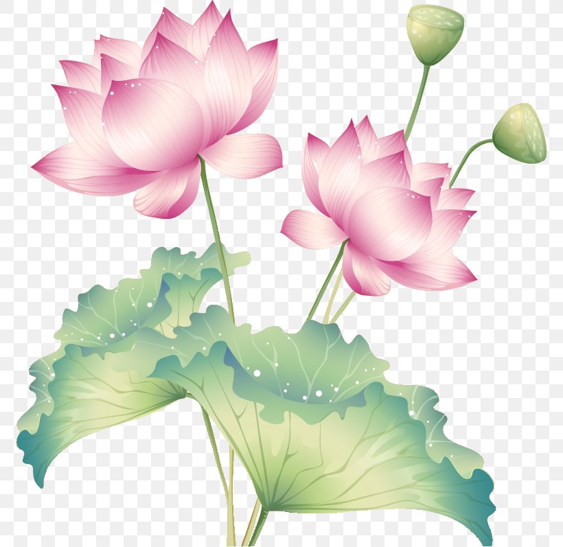 Photography Buddhism, PNG, 774x797px, Photography, Aquatic Plant, Bud, Buddhism, Cut Flowers Download Free