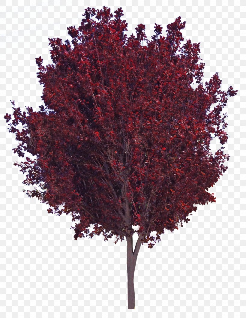 Tree Plum Branch Shrub, PNG, 1160x1500px, Tree, Acer Pensylvanicum, Backyard, Branch, House Download Free