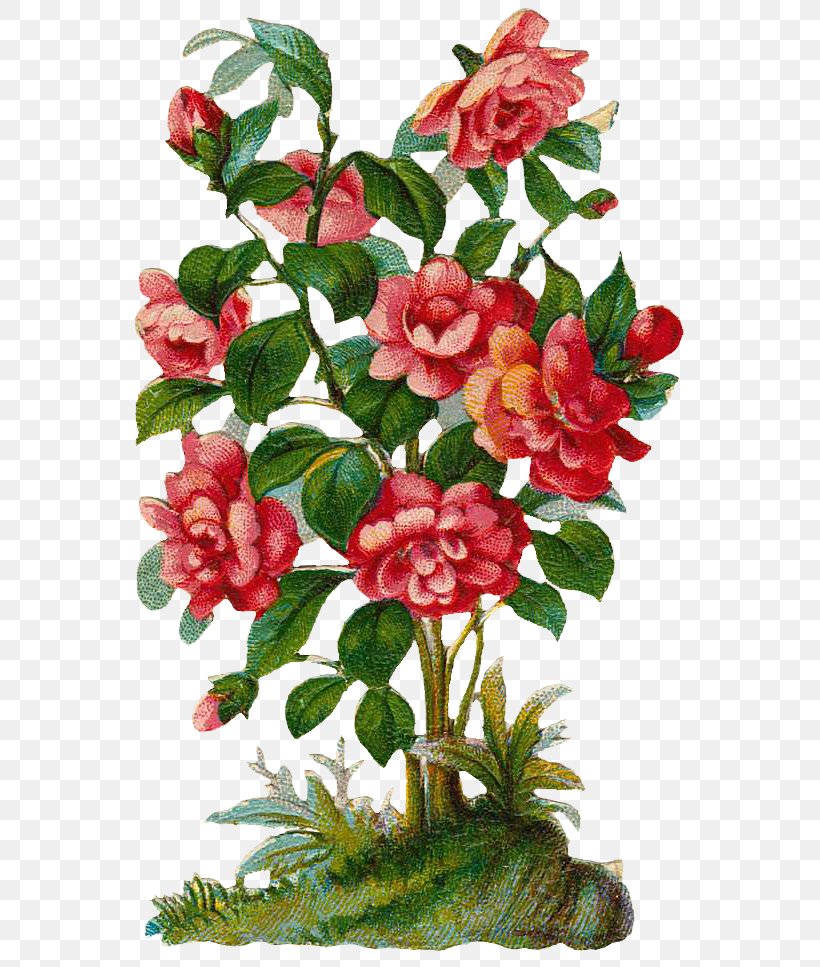 Rose Shrub Plant Clip Art, PNG, 600x967px, Rose, Artificial Flower, Camellia, Cut Flowers, Floral Design Download Free