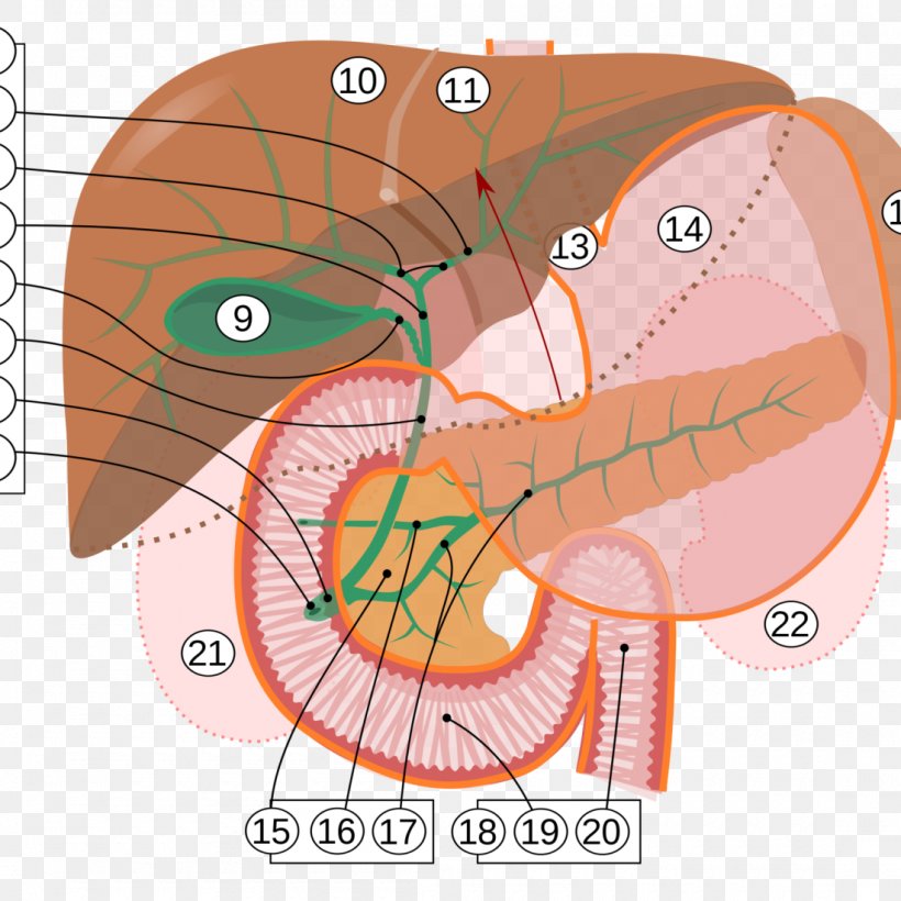 Ampulla Of Vater Major Duodenal Papilla Pancreas Gallbladder Human Body, PNG, 1100x1100px, Watercolor, Cartoon, Flower, Frame, Heart Download Free